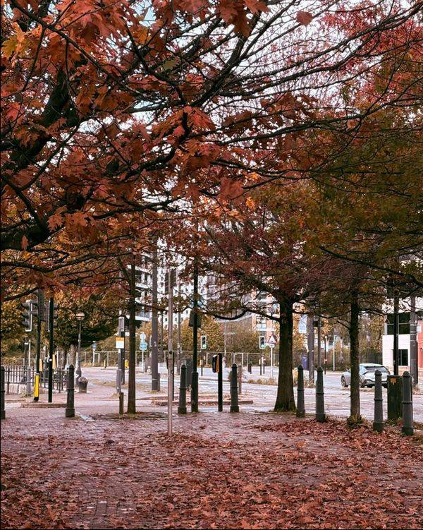 Autumn trees with red leaves at Salford Quays